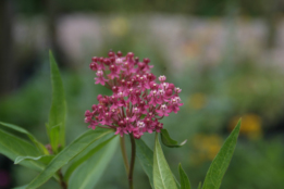 Asclepias incarnataRode zijdeplant bestellen